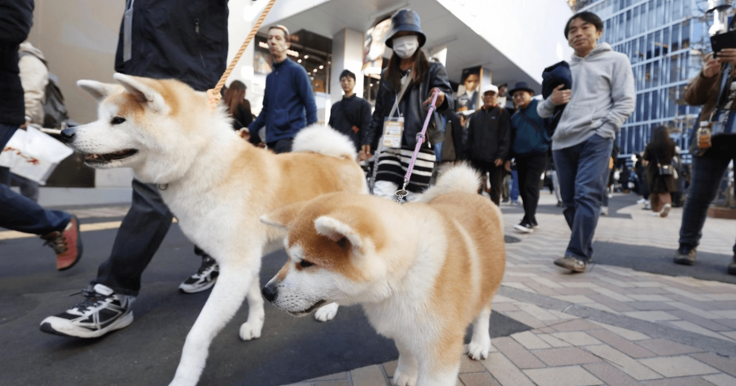 打擊偽造證明！秋田犬協會採用區塊鏈，毛小孩血統也能數位化？