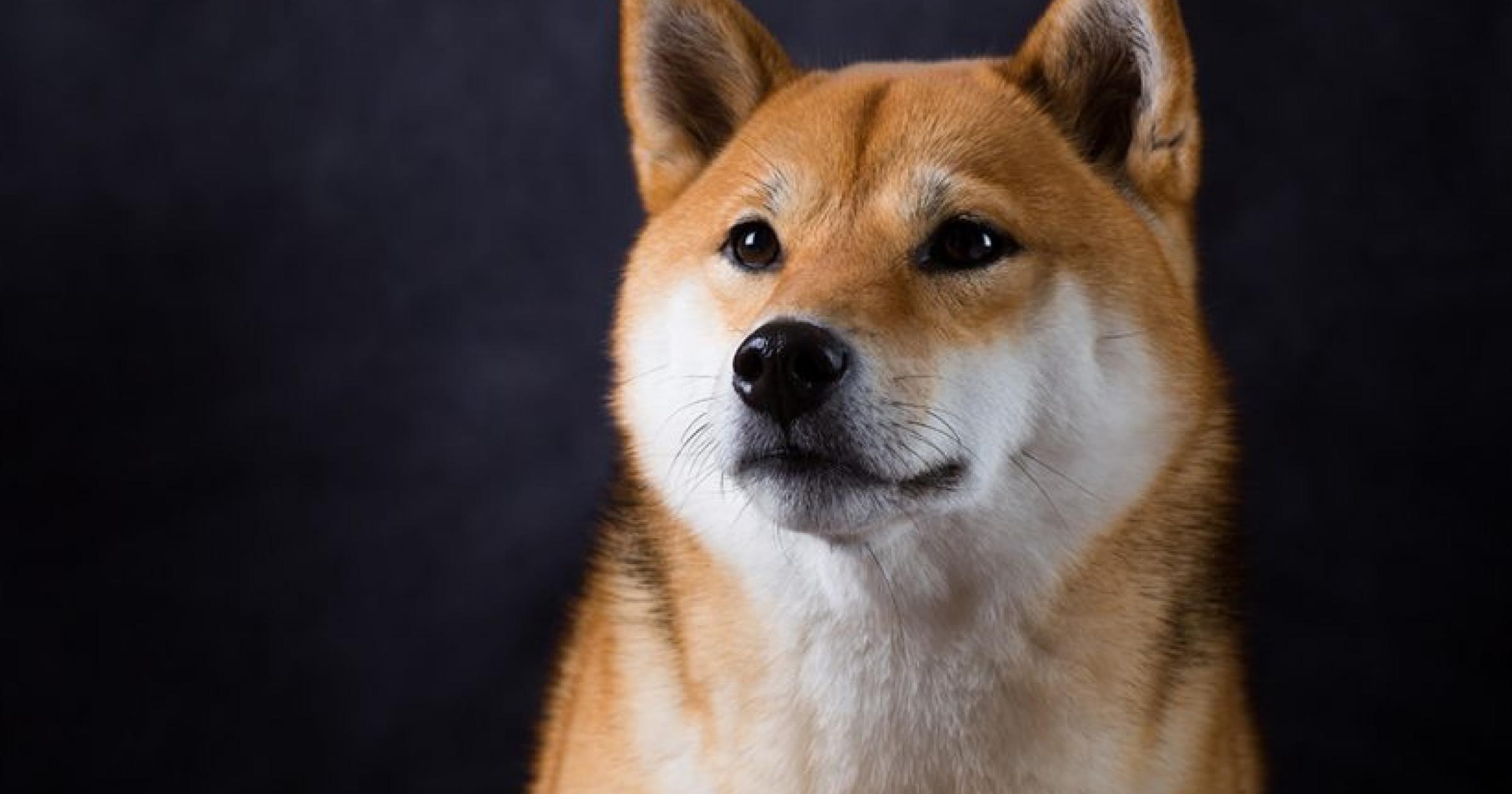 Shiba Inu 創辦人神隱？宣布退出項目、刪除所有相關推文Shiba 創辦人自去年就不再活躍地出現在社交媒體上，而他較早的推文暗示著該項目在沒有他的情況下，仍將繼續進行。