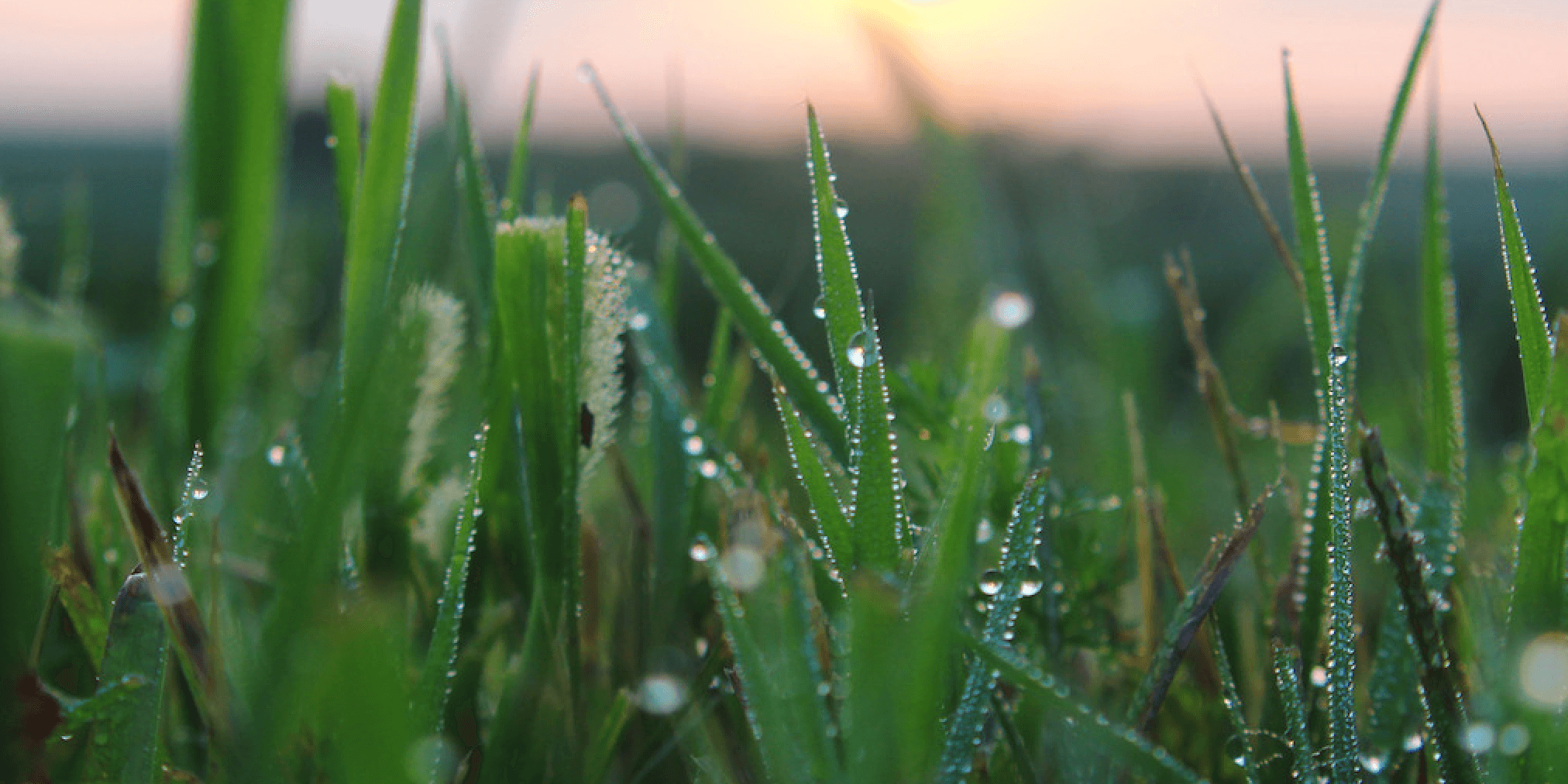 小草變雜草？Grass空投太少遭抵制！被女巫的還有「1動作」能救 DePin 專案 Grass 公布空投查詢頁面，但用戶查看自己的空投幣量後，卻因空投數量過少出現強烈反彈。 