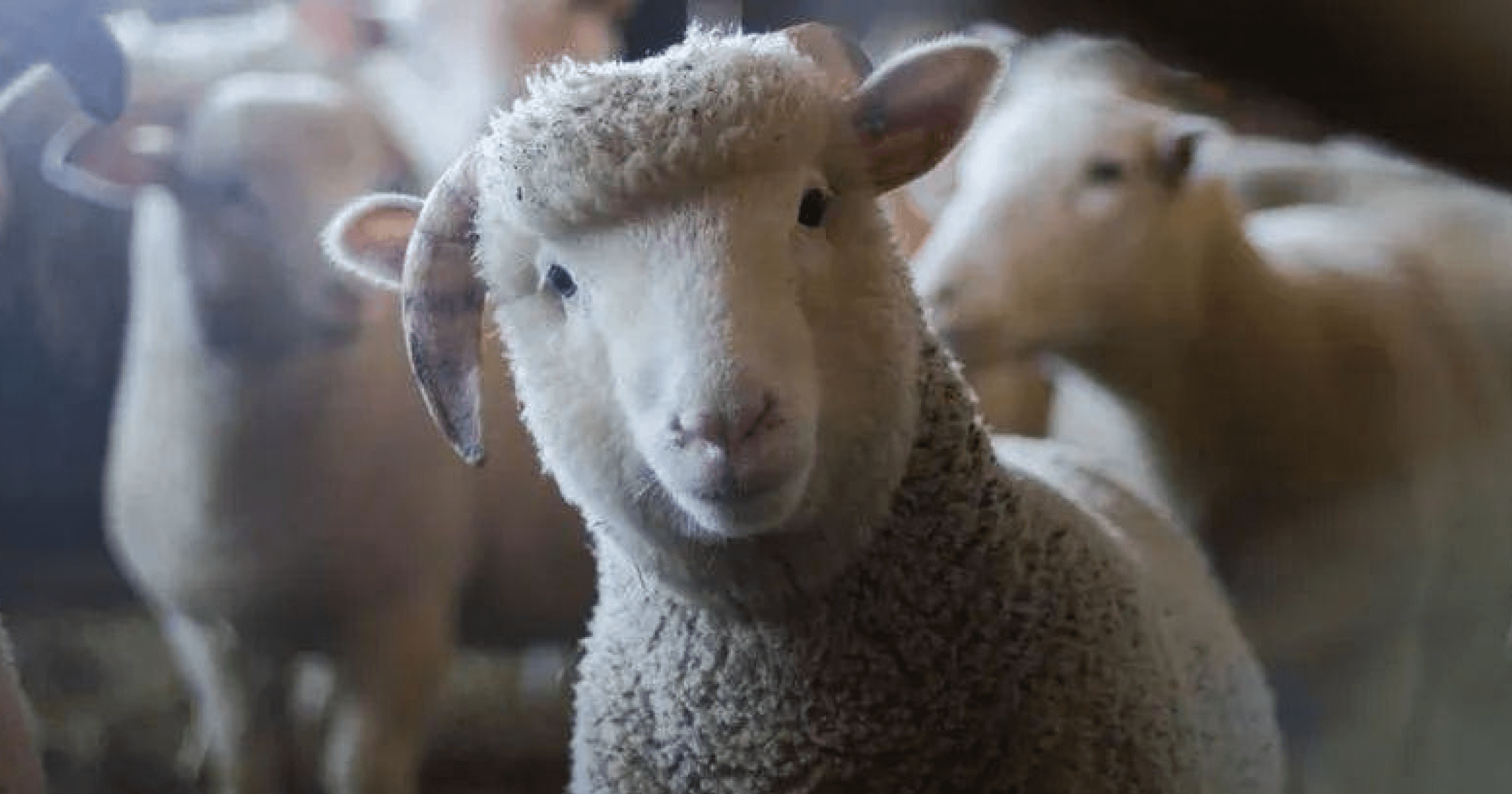 自 Uniswap 的治理代幣免費分配開始,Web3 項目代幣免費發放成風,導致使用者擁擠。為避免虛假用戶獲得代幣,項目方反女巫措施越嚴。專家建議散戶多重參與、增加真實性。「反女巫」越演越烈!空投工作室、投研怎麼看?用戶還有機會「擼毛」嗎?